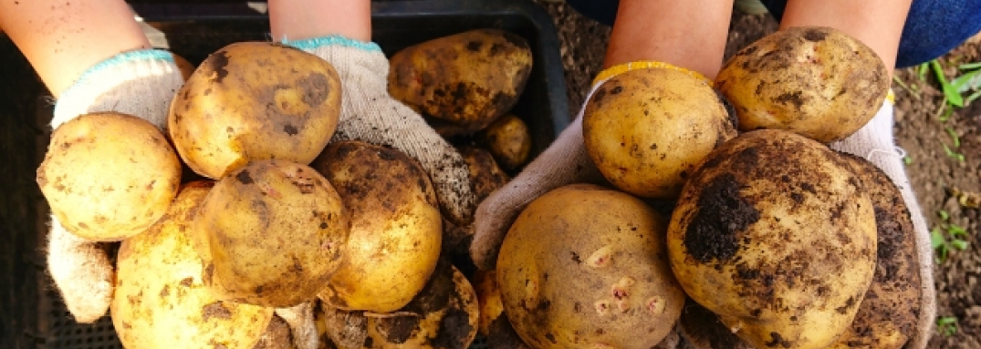 徳育Sense of Virture、知育Intelligence and Curiosity、体育Physical Health