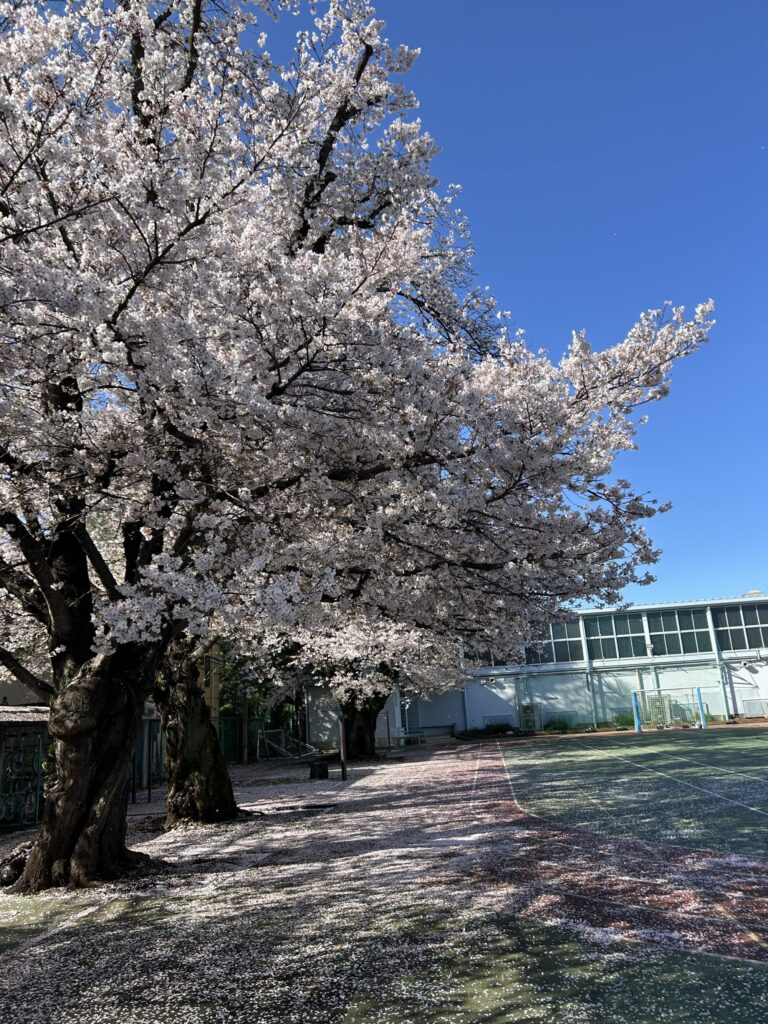 満開の桜