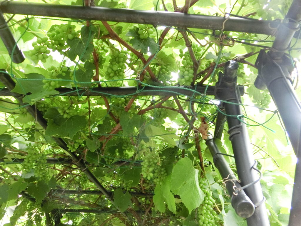 校内の植物の成長